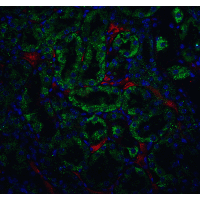 DFFB Antibody - Immunofluorescence of CAD in mouse kidney tissue with CAD antibody at 5 µg/ml. Green: CAD antibody  Red: Phylloidin staining Blue: DAPI staining