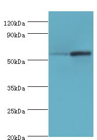DFNA5 Antibody - Western blot. All lanes: Non-syndromic hearing impairment protein 5 antibody at 10 ug/ml. Lane 1: HeLa whole cell lysate. Lane 2: HepG2 whole cell lysate. secondary Goat polyclonal to rabbit at 1:10000 dilution. Predicted band size: 55 kDa. Observed band size: 55 kDa.