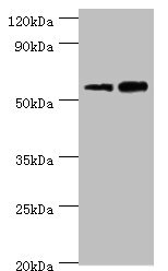 DFNA5 Antibody - Western blot All lanes: Non-syndromic hearing impairment protein 5 antibody at 10µg/ml Lane 1: Hela whole cell lysate Lane 2: HepG2 whole cell lysate Secondary Goat polyclonal to rabbit IgG at 1/10000 dilution Predicted band size: 55, 11, 37 kDa Observed band size: 55 kDa