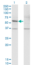 DFNA5 Antibody - Western Blot analysis of DFNA5 expression in transfected 293T cell line by DFNA5 monoclonal antibody (M01), clone 1E10.Lane 1: DFNA5 transfected lysate (Predicted MW: 54.6 KDa).Lane 2: Non-transfected lysate.