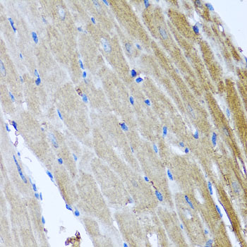 DFNA5 Antibody - Immunohistochemistry of paraffin-embedded mouse heart.