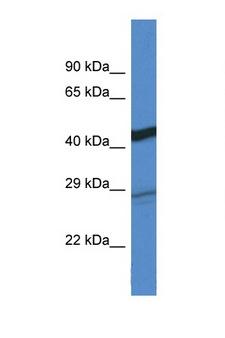 DGAT2 Antibody - DGAT2 antibody western blot of Mouse Heart lysate. Antibody concentration 1 ug/ml.  This image was taken for the unconjugated form of this product. Other forms have not been tested.