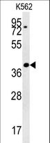 DGCR14 Antibody - DGCR14 Antibody western blot of K562 cell line lysates (35 ug/lane). The DGCR14 antibody detected the DGCR14 protein (arrow).