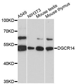 DGCR14 Antibody - Western blot analysis of extracts of various cell lines, using DGCR14 antibody at 1:3000 dilution. The secondary antibody used was an HRP Goat Anti-Rabbit IgG (H+L) at 1:10000 dilution. Lysates were loaded 25ug per lane and 3% nonfat dry milk in TBST was used for blocking. An ECL Kit was used for detection and the exposure time was 5s.
