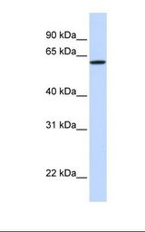 DGCR2 Antibody - Hela cell lysate. Antibody concentration: 1.0 ug/ml. Gel concentration: 12%.  This image was taken for the unconjugated form of this product. Other forms have not been tested.