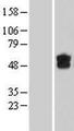 DGCR2 Protein - Western validation with an anti-DDK antibody * L: Control HEK293 lysate R: Over-expression lysate