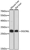 DGCR6L Antibody - Western blot analysis of extracts of various cell lines, using DGCR6L antibody at 1:1000 dilution. The secondary antibody used was an HRP Goat Anti-Rabbit IgG (H+L) at 1:10000 dilution. Lysates were loaded 25ug per lane and 3% nonfat dry milk in TBST was used for blocking. An ECL Kit was used for detection and the exposure time was 30s.