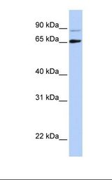 DGCR8 Antibody - Hela cell lysate. Antibody concentration: 1.0 ug/ml. Gel concentration: 12%.  This image was taken for the unconjugated form of this product. Other forms have not been tested.