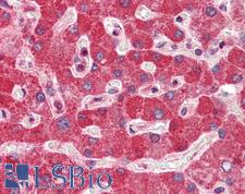 DGCR8 Antibody - Anti-DGCR8 antibody IHC of human liver. Immunohistochemistry of formalin-fixed, paraffin-embedded tissue after heat-induced antigen retrieval. Antibody concentration 5 ug/ml.  This image was taken for the unconjugated form of this product. Other forms have not been tested.