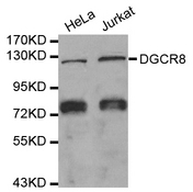 DGCR8 Antibody - Western blot analysis of extracts of various cell lines, using DGCR8 antibody.
