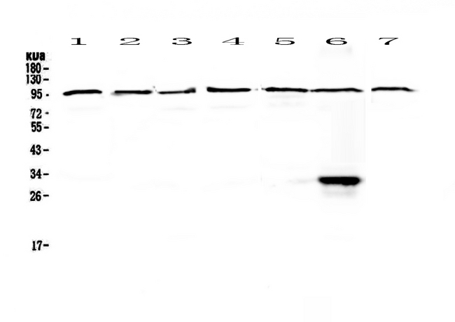 DGCR8 Antibody - Western blot - Anti-DGCR8 Picoband antibody