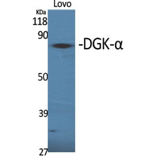 DGKA Antibody - Western blot of DGK-alpha antibody
