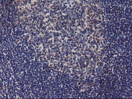 DGKA Antibody - IHC of paraffin-embedded Human tonsil using anti-DGKA mouse monoclonal antibody.