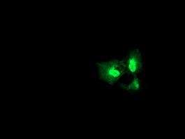 DGKA Antibody - Anti-DGKA mouse monoclonal antibody immunofluorescent staining of COS7 cells transiently transfected by pCMV6-ENTRY DGKA.