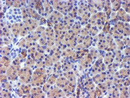 DGKA Antibody - IHC of paraffin-embedded Human pancreas tissue using anti-DGKA mouse monoclonal antibody.