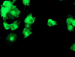 DGKA Antibody - Anti-DGKA mouse monoclonal antibody immunofluorescent staining of COS7 cells transiently transfected by pCMV6-ENTRY DGKA.