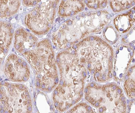 DGKeta / DGKH Antibody - 1:100 staining human kidney tissue by IHC-P. The tissue was formaldehyde fixed and a heat mediated antigen retrieval step in citrate buffer was performed. The tissue was then blocked and incubated with the antibody for 1.5 hours at 22°C. An HRP conjugated goat anti-rabbit antibody was used as the secondary.