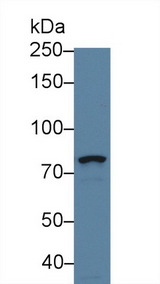 DGKG Antibody - Western Blot; Sample: Human Hela cell lysate; Primary Ab: 2µg/ml Rabbit Anti-Mouse DGKg Antibody Second Ab: 0.2µg/mL HRP-Linked Caprine Anti-Rabbit IgG Polyclonal Antibody