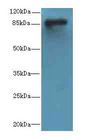 DGKG Antibody - Western blot. All lanes: DGKG antibody at 4 ug/ml+Mos- brain tissue Goat polyclonal to rabbit at 1:10000 dilution. Predicted band size: 89 kDa. Observed band size: 89 kDa.
