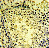 DGKK Antibody - DGKK Antibody IHC of formalin-fixed and paraffin-embedded mouse testis tissue followed by peroxidase-conjugated secondary antibody and DAB staining.