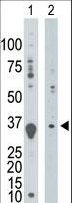 DGUOK / Deoxyguanosine Kinase Antibody - The anti-DGUOK antibody is used in Western blot to detect DGUOK in mouse thymus tissue lysate (Lane 1) and K562 cell lysate (Lane 2).