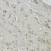DGUOK / Deoxyguanosine Kinase Antibody - Immunohistochemistry of paraffin-embedded mouse brain tissue.