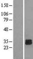 DGUOK / Deoxyguanosine Kinase Protein - Western validation with an anti-DDK antibody * L: Control HEK293 lysate R: Over-expression lysate