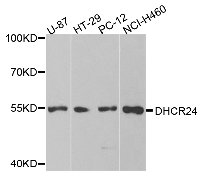 DHCR24 / Seladin-1 Antibody - Western blot analysis of extracts of various cells.
