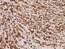 DHCR24 / Seladin-1 Antibody - Immunochemical staining of human DHCR24 in human adrenal gland with rabbit polyclonal antibody at 1:500 dilution, formalin-fixed paraffin embedded sections.