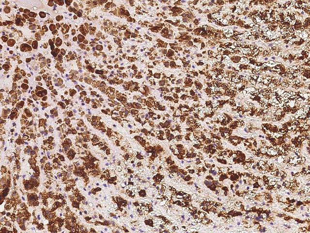 DHCR24 / Seladin-1 Antibody - Immunochemical staining of human DHCR24 in human adrenal gland with rabbit polyclonal antibody at 1:500 dilution, formalin-fixed paraffin embedded sections.