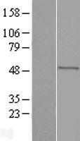 DHCR24 / Seladin-1 Protein - Western validation with an anti-DDK antibody * L: Control HEK293 lysate R: Over-expression lysate