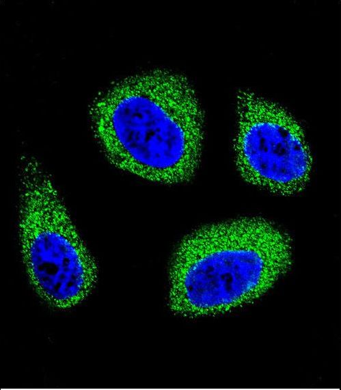 DHCR7 Antibody - Confocal immunofluorescence of DHCR7 Antibody with MCF-7 cell followed by Alexa Fluor 488-conjugated goat anti-rabbit lgG (green). DAPI was used to stain the cell nuclear (blue).