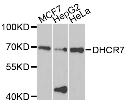 DHCR7 Antibody - Western blot analysis of extracts of various cells.