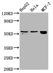 DHCR7 Antibody - Western Blot Positive WB detected in: HepG2 whole cell lysate, Hela whole cell lysate, MCF-7 whole cell lysate All Lanes: DHCR7 antibody at 2.4µg/ml Secondary Goat polyclonal to rabbit IgG at 1/50000 dilution Predicted band size: 55 KDa Observed band size: 55 KDa