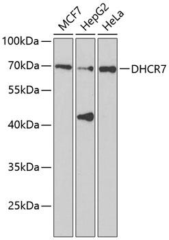 DHCR7 Antibody - Western blot analysis of extracts of various cell lines using DHCR7 Polyclonal Antibody at dilution of 1:1000.