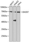 DHCR7 Antibody - Western blot analysis of extracts of various cell lines using DHCR7 Polyclonal Antibody at dilution of 1:1000.
