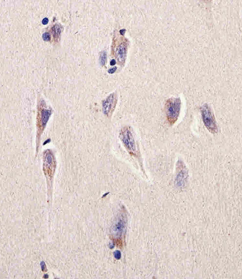 DHFR Antibody - Immunohistochemical of paraffin-embedded H. brain section using DHFR Antibody. Antibody was diluted at 1:25 dilution. A undiluted biotinylated goat polyvalent antibody was used as the secondary, followed by DAB staining.