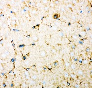 DHFR Antibody - DHFR antibody IHC-paraffin: Mouse Brain Tissue.