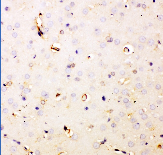 DHFR Antibody - DHFR antibody IHC-paraffin: Rat Brain Tissue.