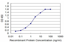 DHFR Antibody - Detection limit for recombinant GST tagged DHFR is approximately 0.1 ng/ml as a capture antibody.