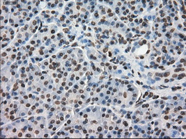 DHFR Antibody - IHC of paraffin-embedded pancreas tissue using anti-DHFR mouse monoclonal antibody. (Dilution 1:50).
