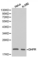DHFR Antibody - Western blot of extracts of various cell lines, using DHFR antibody.