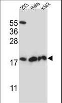 DHFRL1 Antibody - DHFRL1 Antibody western blot of 293,HeLa,K562 cell line lysates (35 ug/lane). The DHFRL1 antibody detected the DHFRL1 protein (arrow).