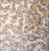DHFRL1 Antibody - DHFRL1 Antibody immunohistochemistry of formalin-fixed and paraffin-embedded human liver tissue followed by peroxidase-conjugated secondary antibody and DAB staining.