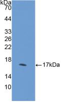 DHH / Desert Hedgehog Antibody - Western Blot; Sample: Recombinant DHH, Human.