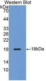 DHH / Desert Hedgehog Antibody - Western Blot; Sample: Recombinant protein.