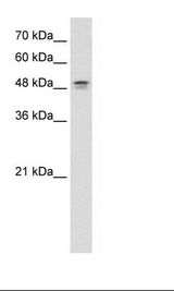 DHODH Antibody - HepG2 Cell Lysate.  This image was taken for the unconjugated form of this product. Other forms have not been tested.