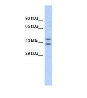 DHODH Antibody - Western blot of Human HepG2. DHODH antibody dilution 1.0 ug/ml.  This image was taken for the unconjugated form of this product. Other forms have not been tested.