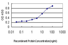 DHODH Antibody - Detection limit for recombinant GST tagged DHODH is approximately 0.3 ng/ml as a capture antibody.