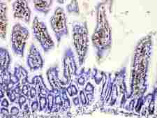 DHODH Antibody - DHODH was detected in paraffin-embedded sections of mouse intestine tissues using rabbit anti- DHODH Antigen Affinity purified polyclonal antibody